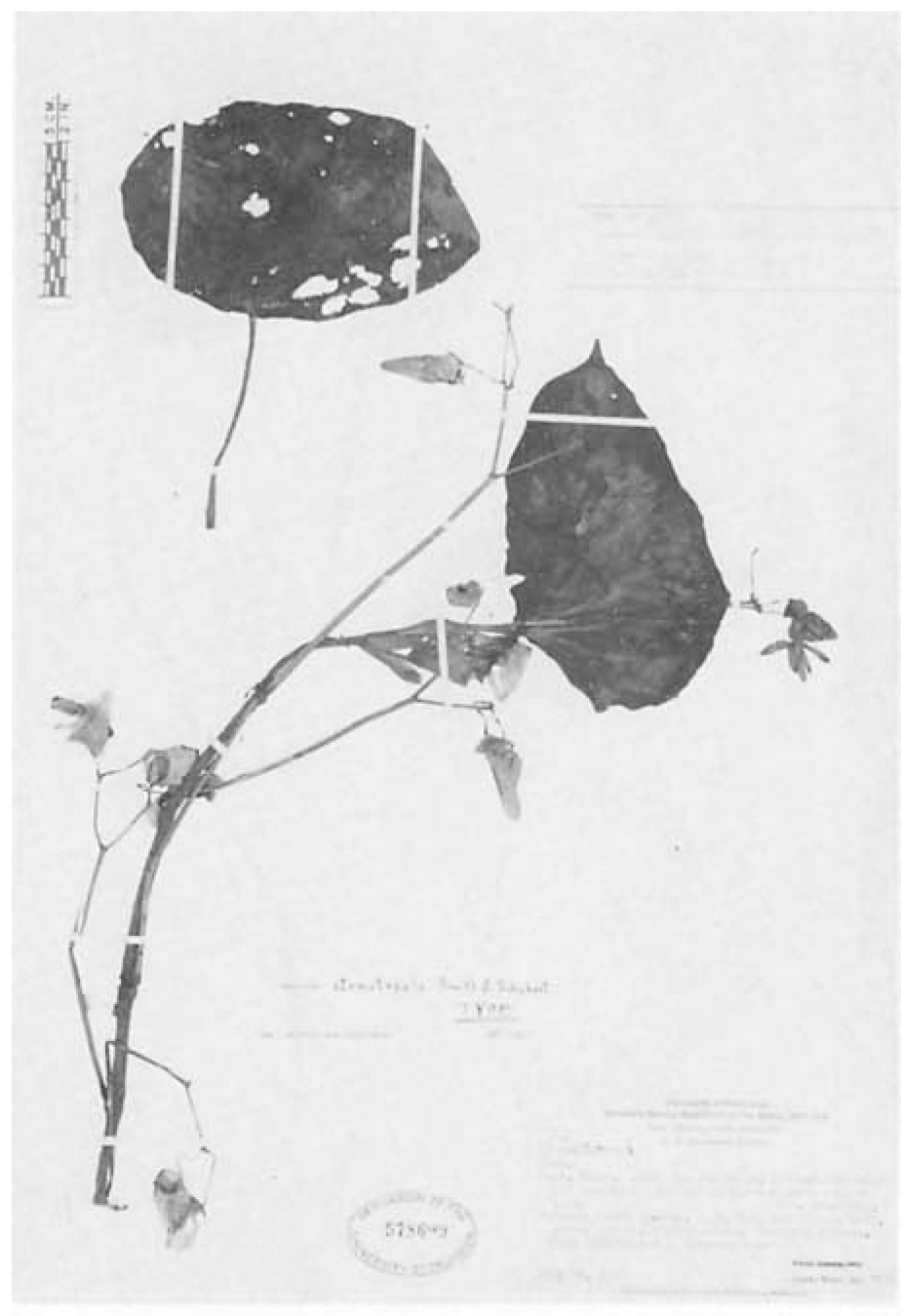 B. stenotepala